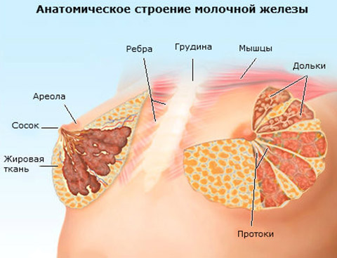 Как Выглядит Молочная Железа Фото