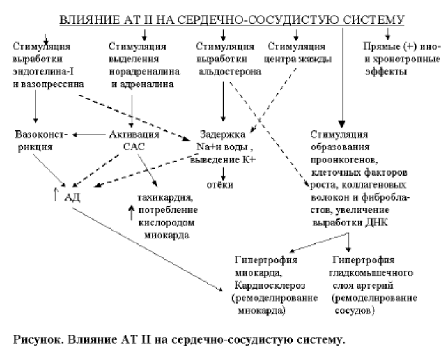 симпато адреналовая система что это. Смотреть фото симпато адреналовая система что это. Смотреть картинку симпато адреналовая система что это. Картинка про симпато адреналовая система что это. Фото симпато адреналовая система что это