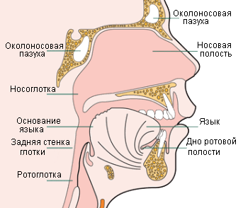 Фото Носоглотки Человека