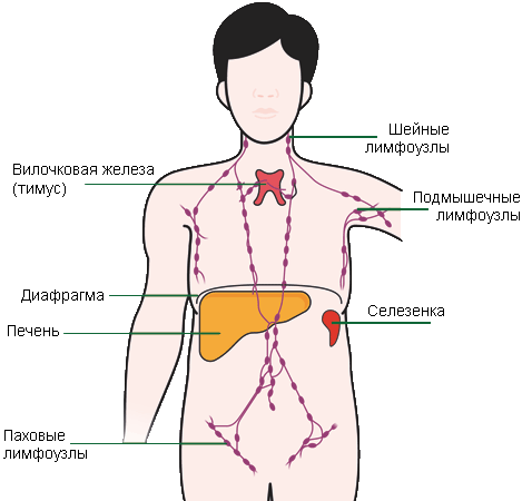 Где Находятся Лимфатические Узлы На Шее Фото