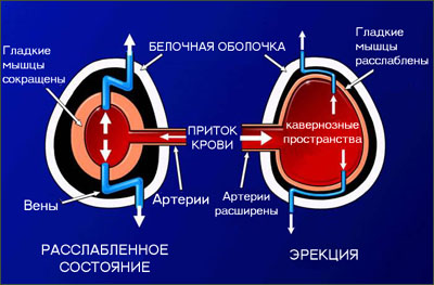 механизм эрекции