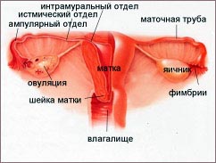 рисунок