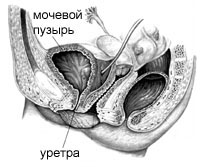 Расположение органов малого таза в норме