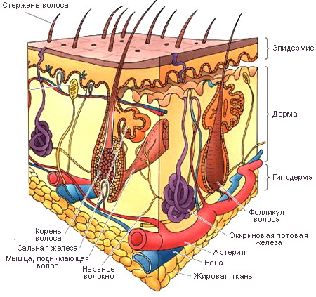 Корень Волоса Фото