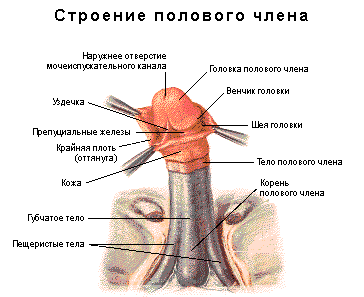 Семенной Канал У Мужчин Где Находится Фото