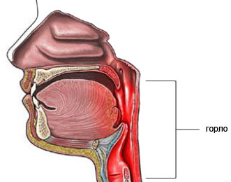Где Находится Глотка У Человека Фото