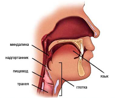 Где Находится Глотка У Человека Фото