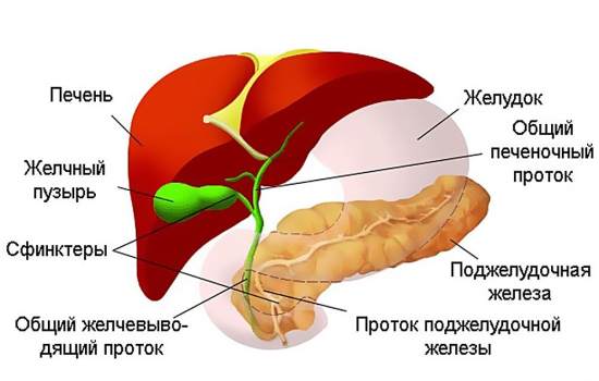 Чрескожное чреспеченочное дренирование желчного пузыря